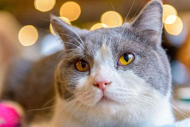 《方块战记》Steam页面上线 10月2日发售